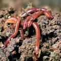 Γαιοσκώληκες - Lumbricus rubellus ή California Red worm